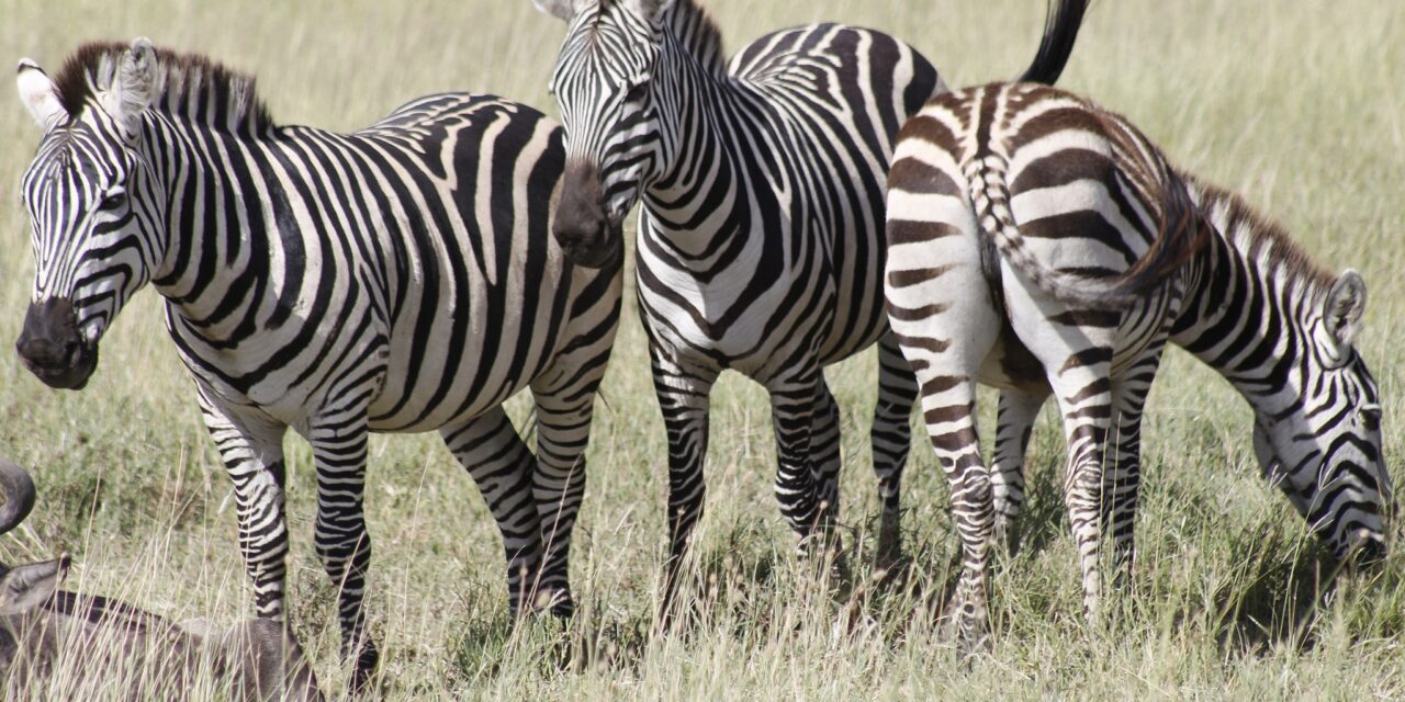 http://www.kilingeadventures.com/wp-content/uploads/2020/11/4-days-tanzania-safari-1280x640.jpg