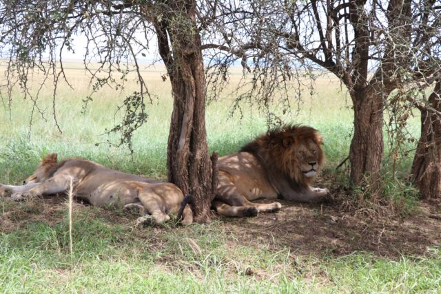 Tanzania safari animals
