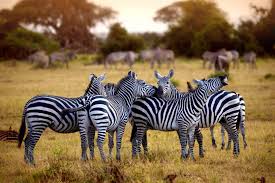 tanzania safari