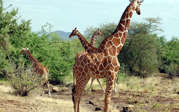 tanzania private 8 days adventures safari