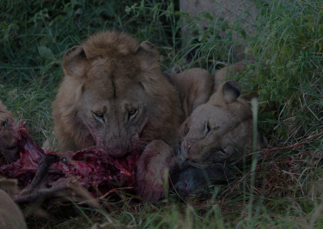 budgeted 5 days tanzania big 5 safari lodge tour