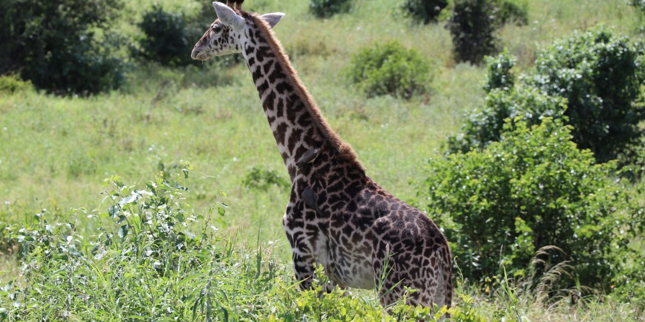 4 Days Nyerere and Mikumi Safari 2024-2025