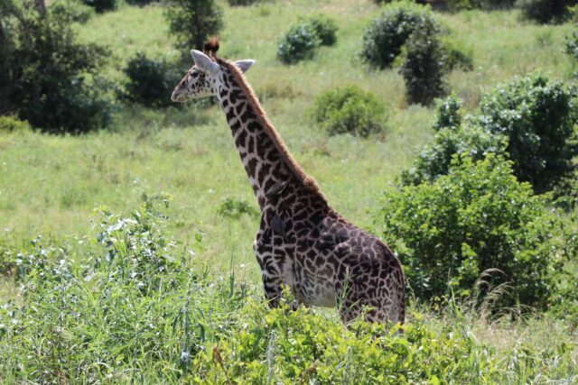 Ruaha National Park