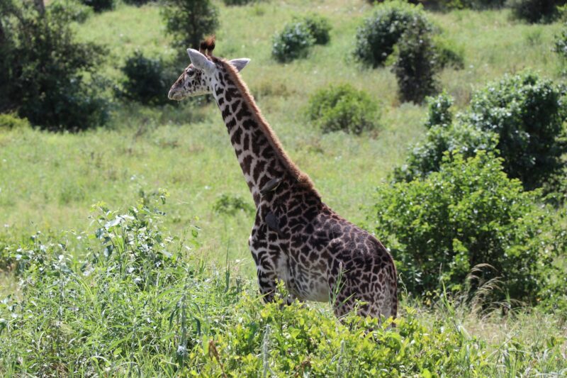 4 Days Nyerere and Mikumi Safari 2026
