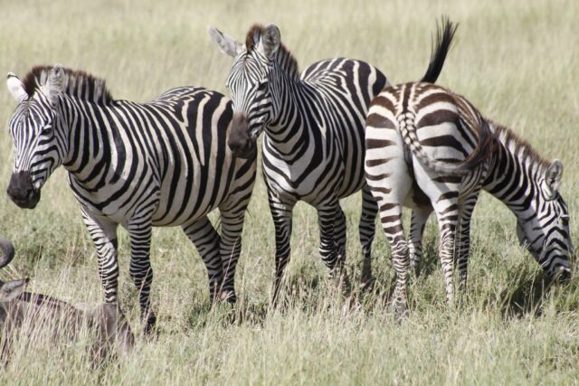 Tarangire National Park Safaris