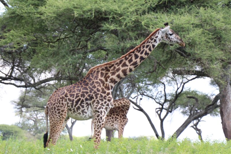 Arusha National Park Day Trip Tanzania Safari Adventures