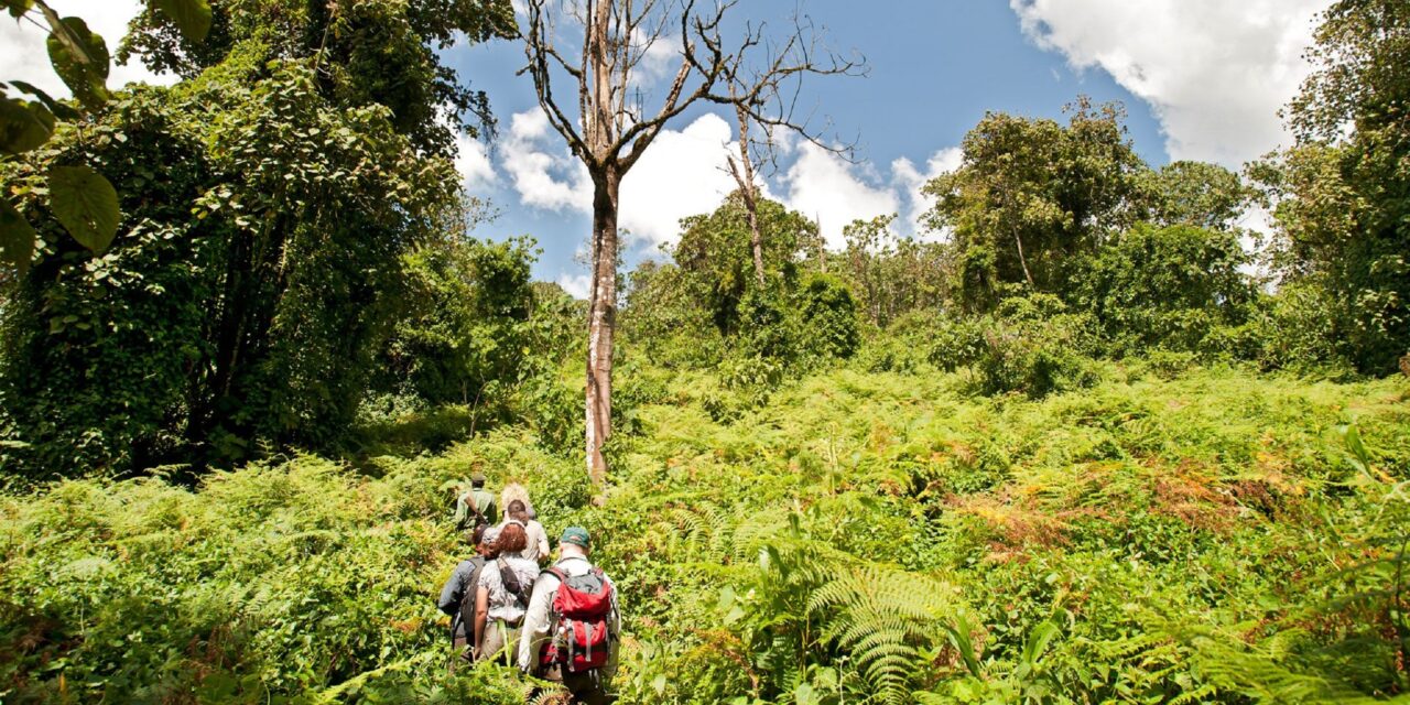 Best 7 Days Gombe and Mahale Safari