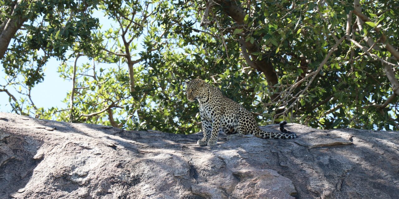 6 Days Southern Perfect Safari