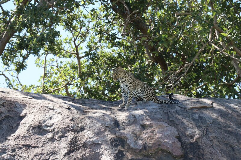 6 Days Southern Perfect Safari