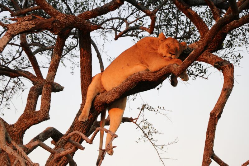 Join 6 Days Tanzania Luxury Safari Wildlife Adventure