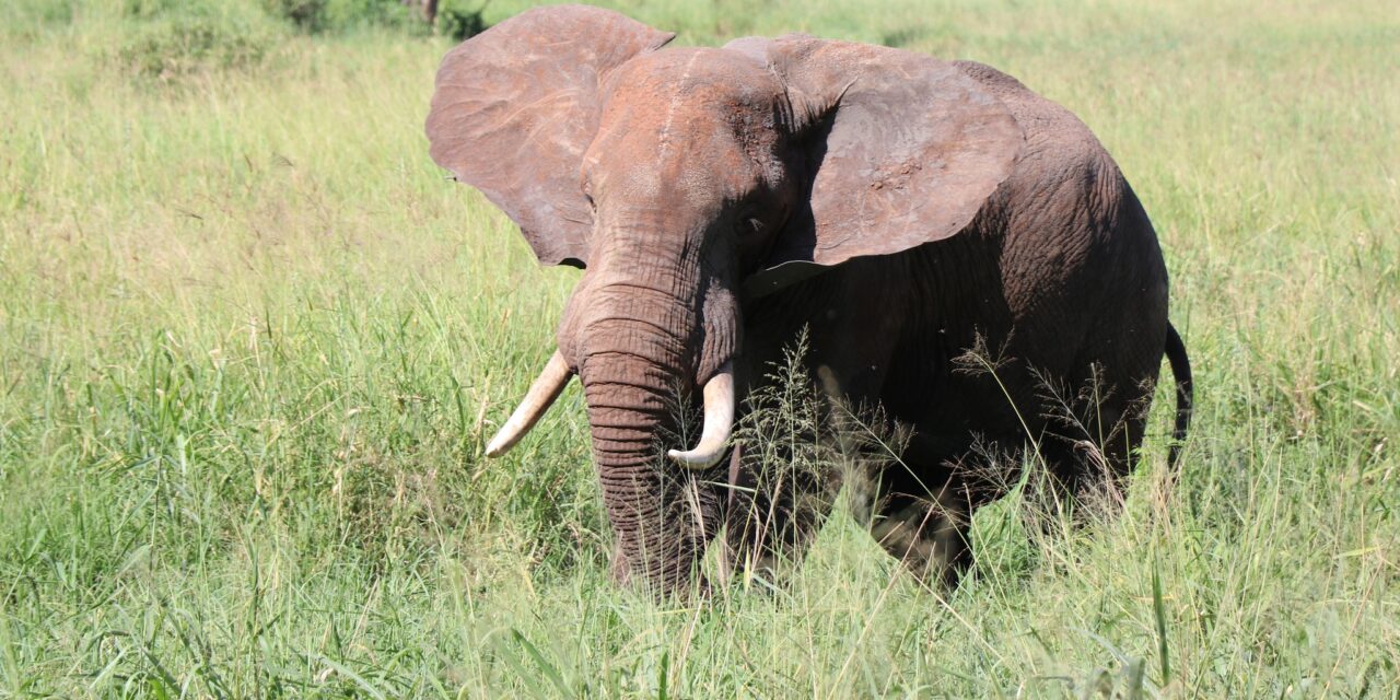 Tanzania Multi-day Safari