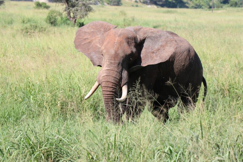 Tanzania Multi-day Safari
