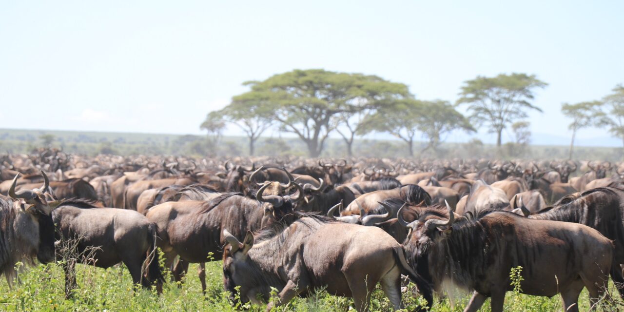 Tanzania 9 Days Memorable Safari 2024-2025