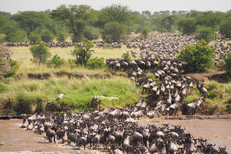 Great Wildebeest 8 Days Serengeti Migration Safari