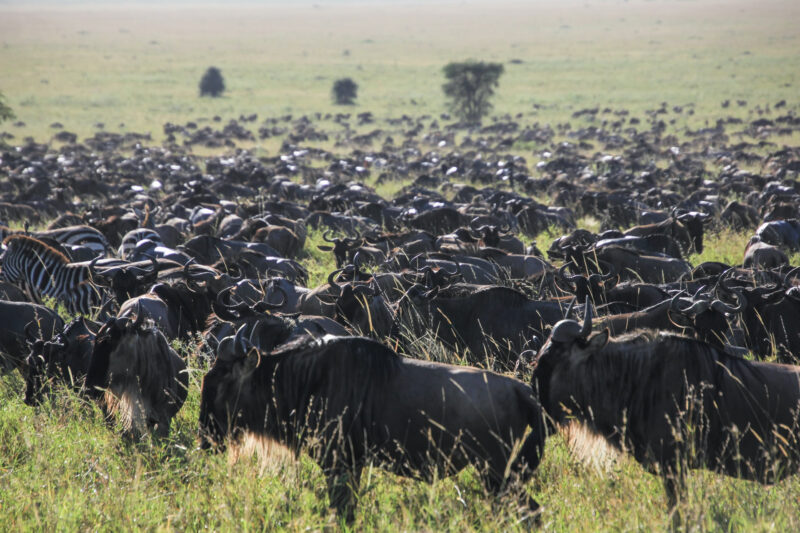 Best 7 Days Serengeti Wildebeest Migration Safari