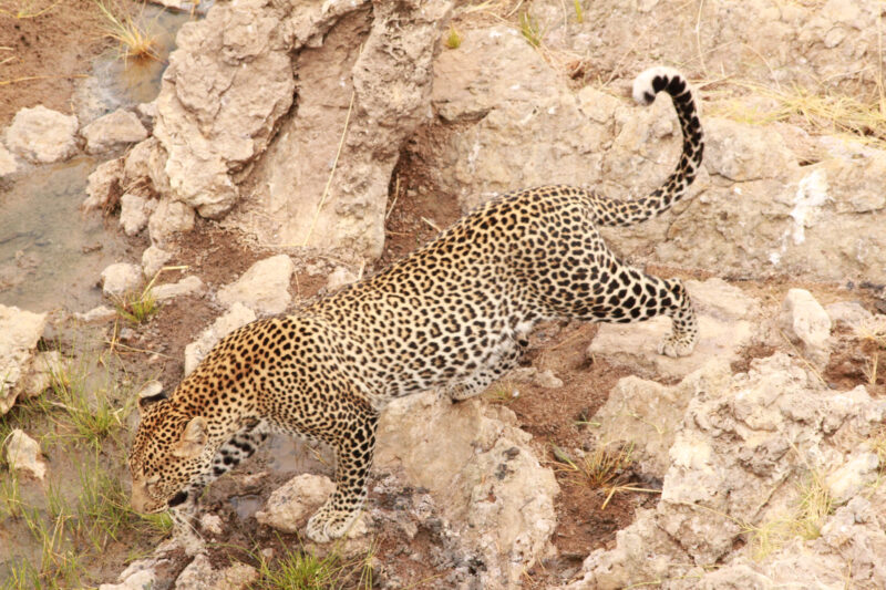 Tarangire National Park Day Trip Tour Adventures