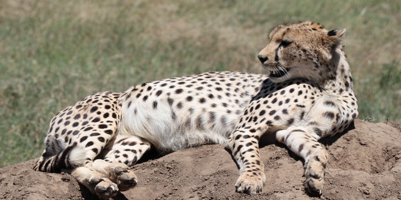 Explore the Best 10 Days Tanzania Safari