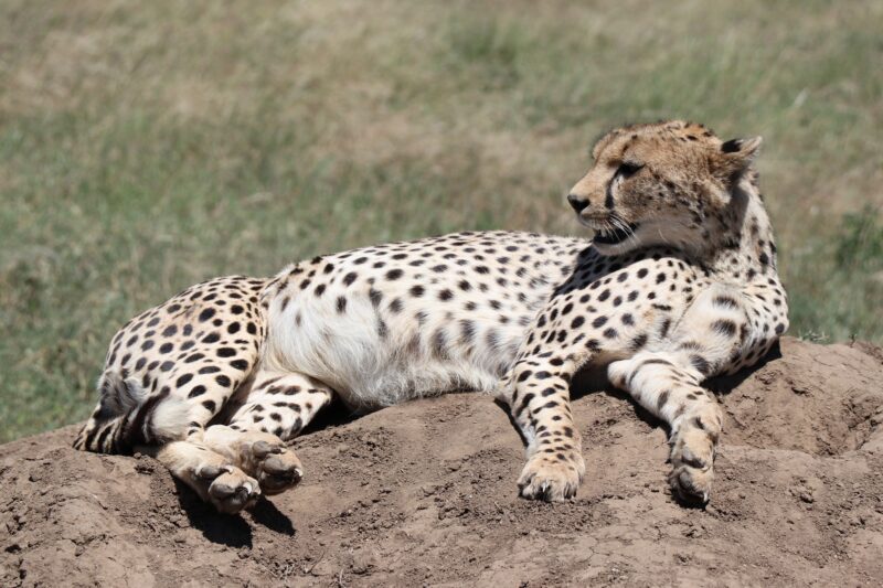 Explore the Best 10 Days Tanzania Safari