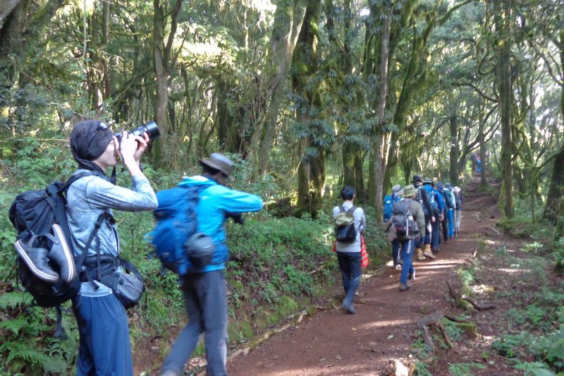 Best Kilimanjaro Hiking Day Trip Tour Adventures