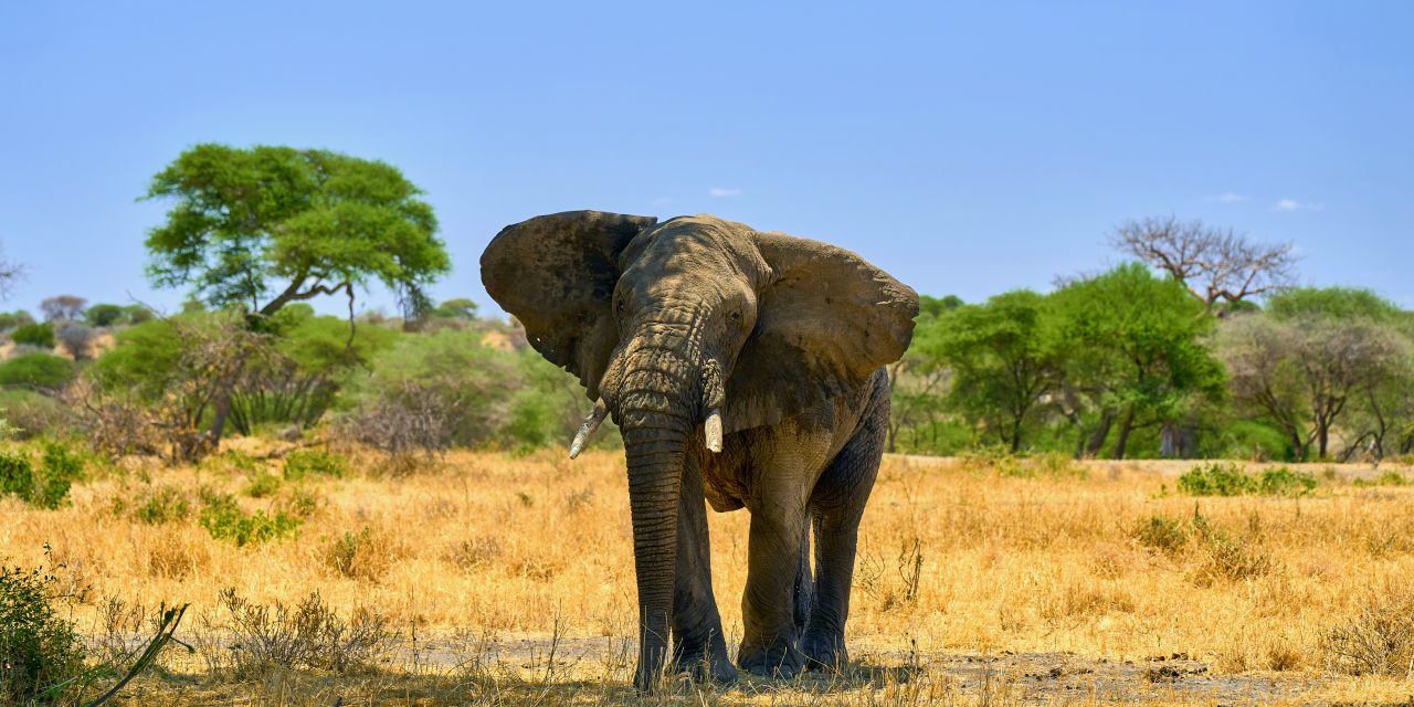 Tarangire National Park Safari: Symphony of Elephants and Baobabs