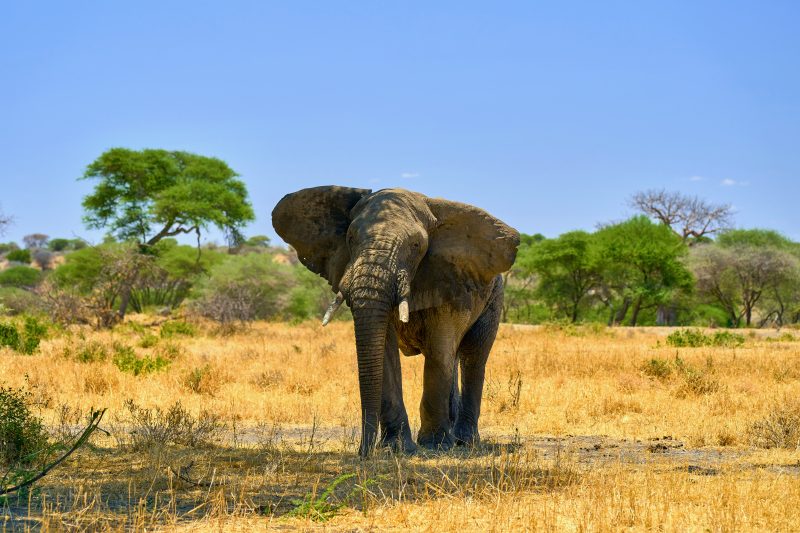 Tarangire National Park Safari: Symphony of Elephants and Baobabs