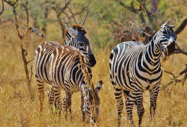 Arusha National Park Day Trip