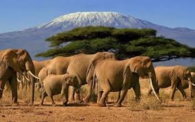 3 Days Tanzania Sharing Safaris