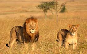 Safari