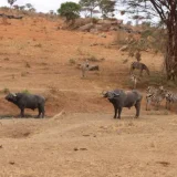 4 days tanzania sharing safari