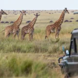 Adventurous 2 Days Tanzania Private Safari 2026