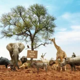 4 days tanzania sharing safari