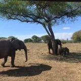4 days tanzania sharing safari