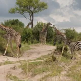 3 days serengeti and ngorongoro