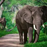 Adventurous 2 Days Tanzania Private Safari 2026