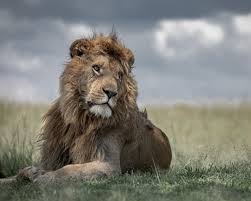 Tanzania private safaris