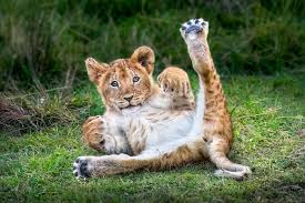 3 Days Tanzania Private Safari