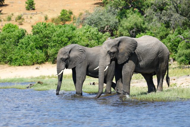 How to Book a Safari in Tanzania, Kilimanjaro + Safari combo trip