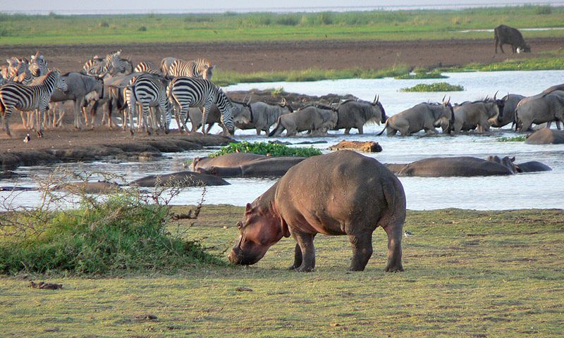 Discover Lake Manyara : 2 Day Safari Full of Surprises