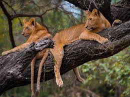 Ngorongoro Crater day trip