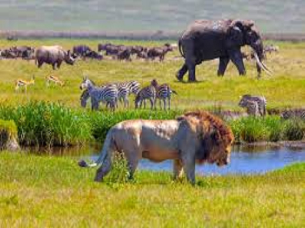 KILINGE ADVENTURES: Best Tanzania Tour Company Serengeti Safari Operator| Kilimanjaro climbing join Groups in Moshi & Arusha