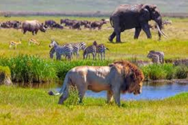 Experience 2- Day Tarangire & Ngorongoro Crater Tour
