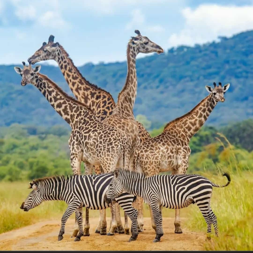 Tanzania guided day safari