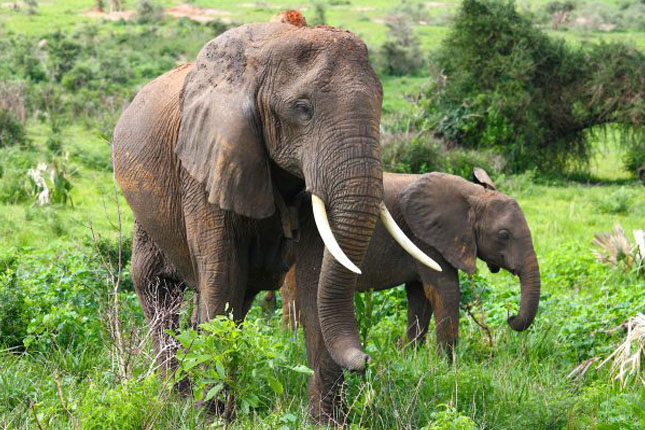 Tanzania safari 1 day