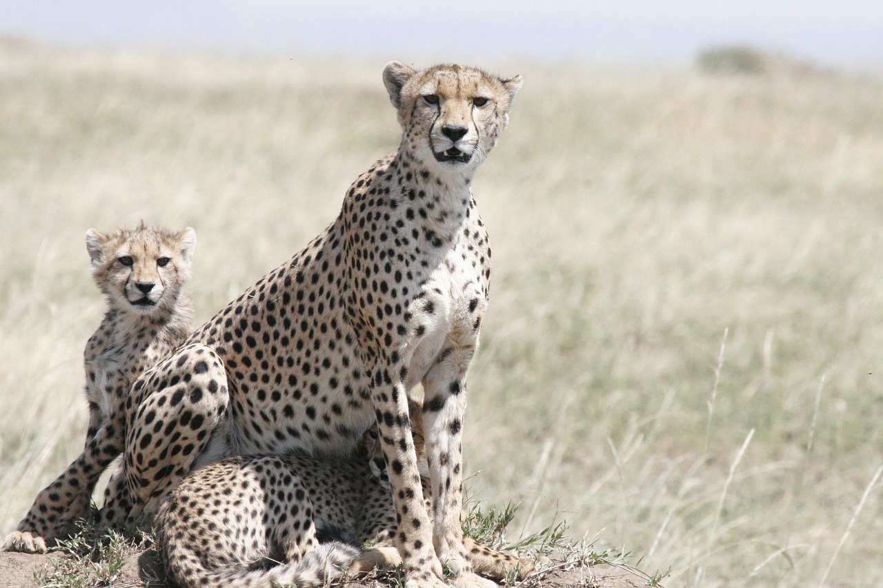 2 days safari cost