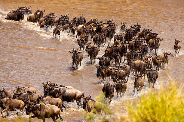 Safari Tours in Tanzania, Great Migration dates