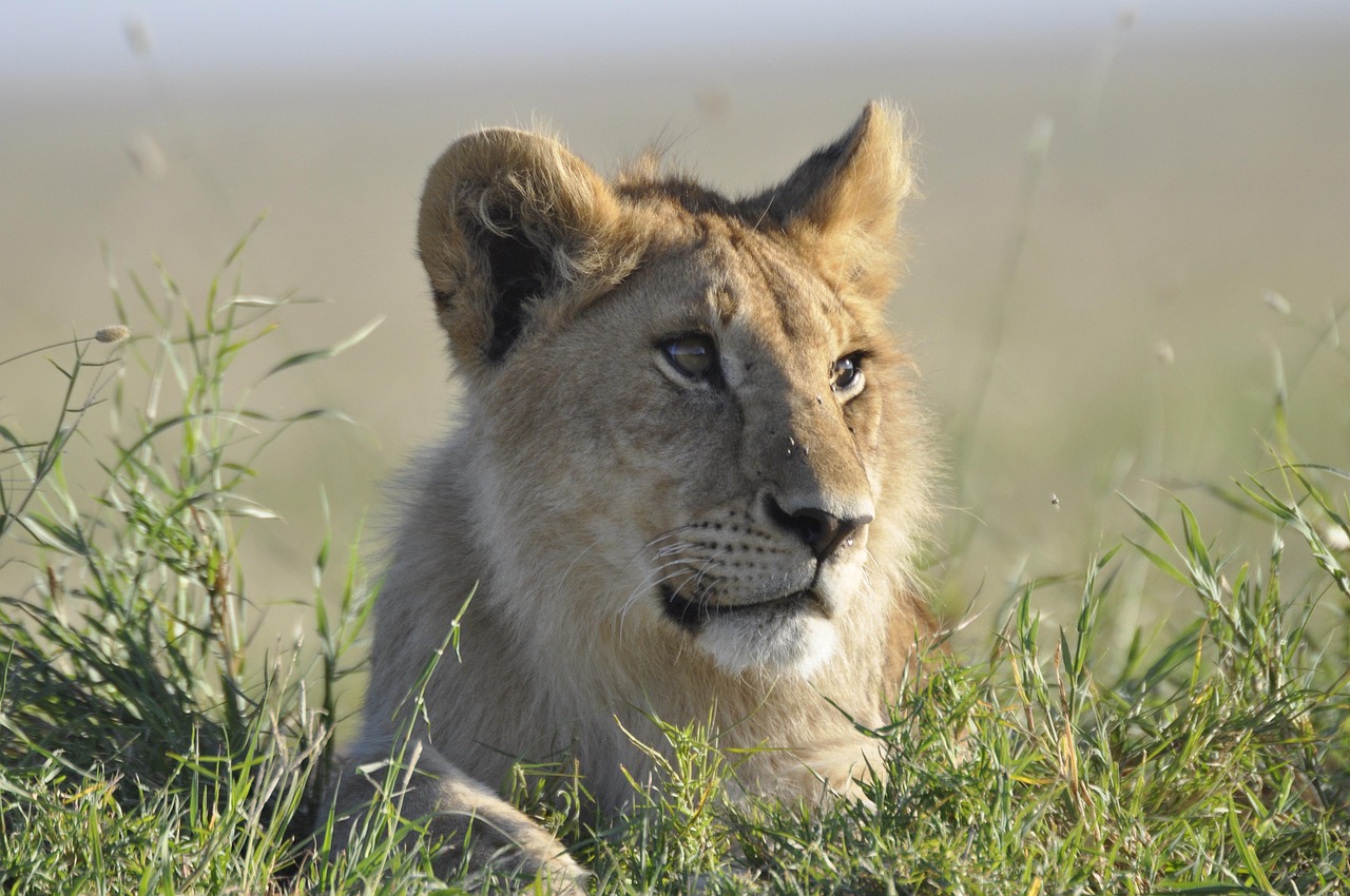 Tanzania budget safari day trip