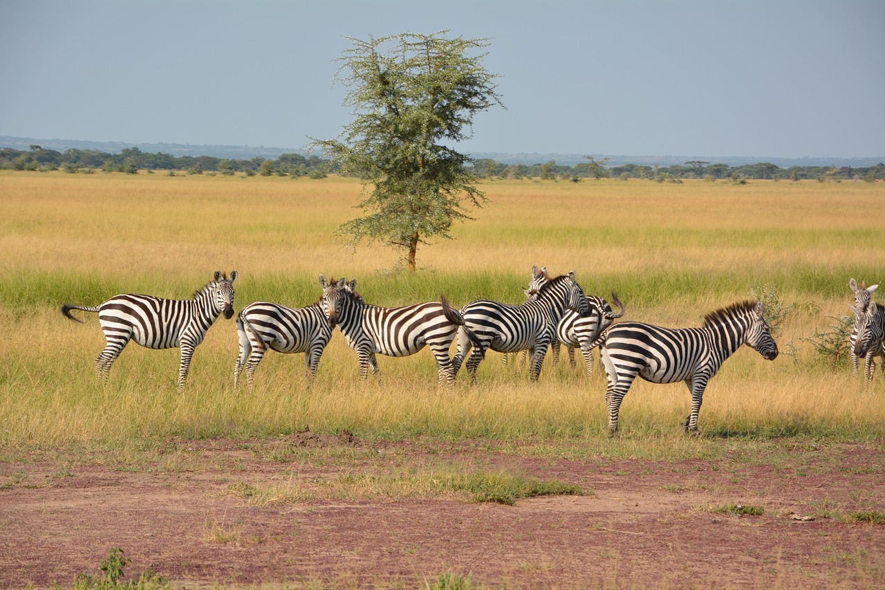 Top rated Tanzania day safari