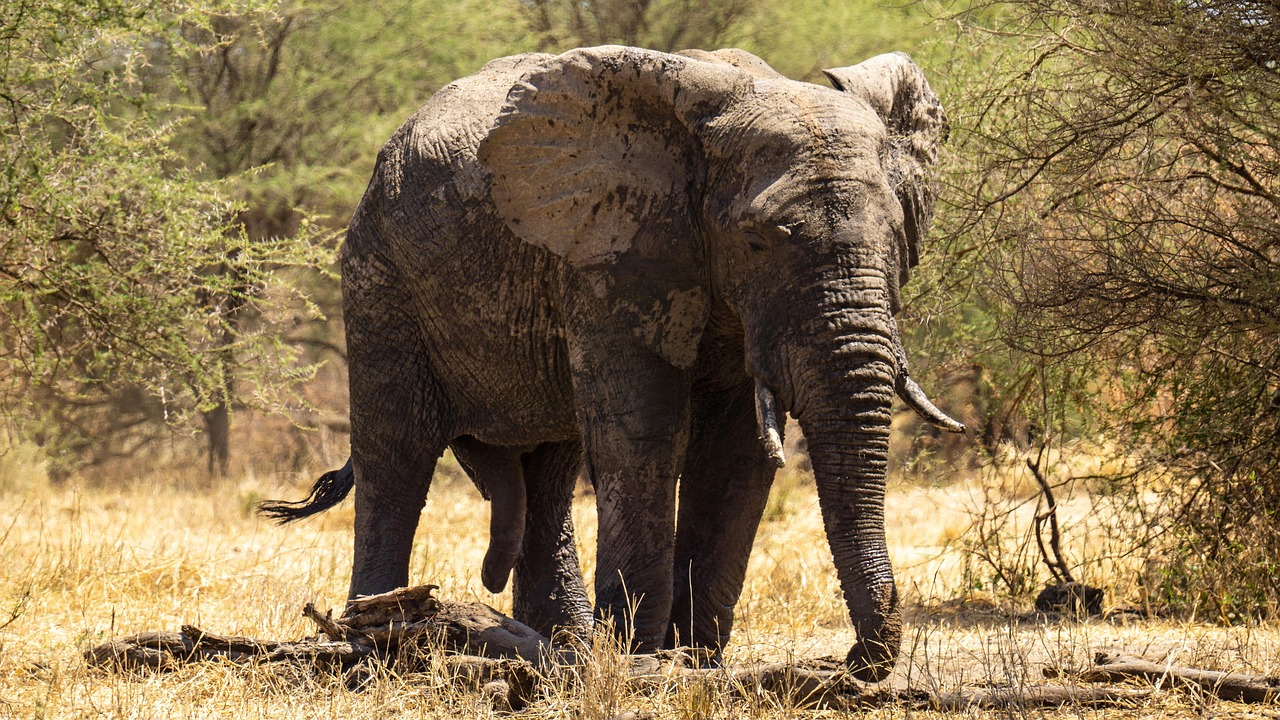 Moshi day trip safari