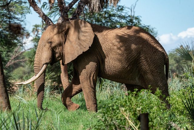 All-Inclusive Tanzania Safari