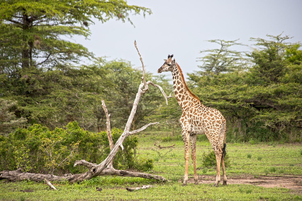 Arusha National Park one day safari